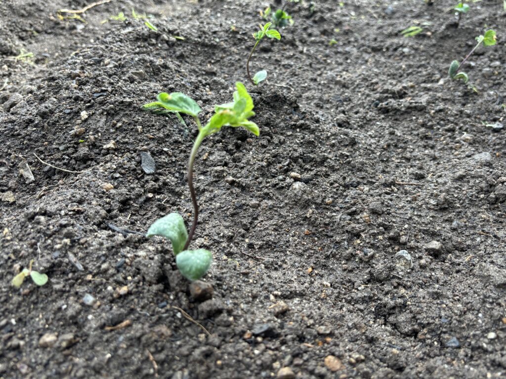 7.10  庭に黒豆の苗を定植しました（ポットに播種してから9日目）