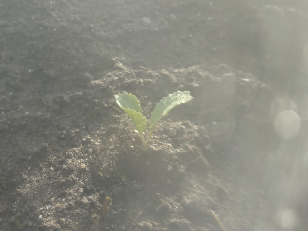 7.14 キャベツの苗を定植しました