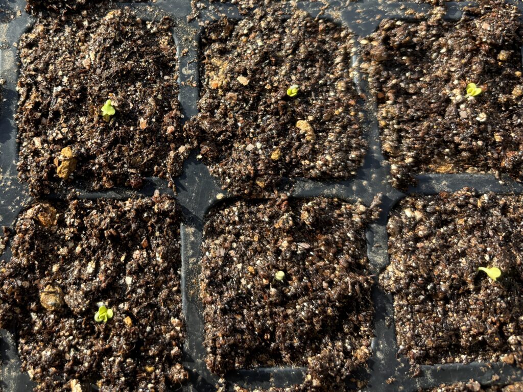 7.17 芽出しをしていた白菜の種をセルトレイに植えました