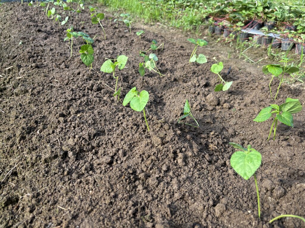 7.19 小豆の苗を定植しました